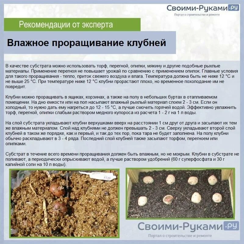 Сколько всходит картофель после посадки. Условия для проращивания картофеля. картофельные семена для посадки. посадка пророщенного картофеля. опилки для проращивания семян.