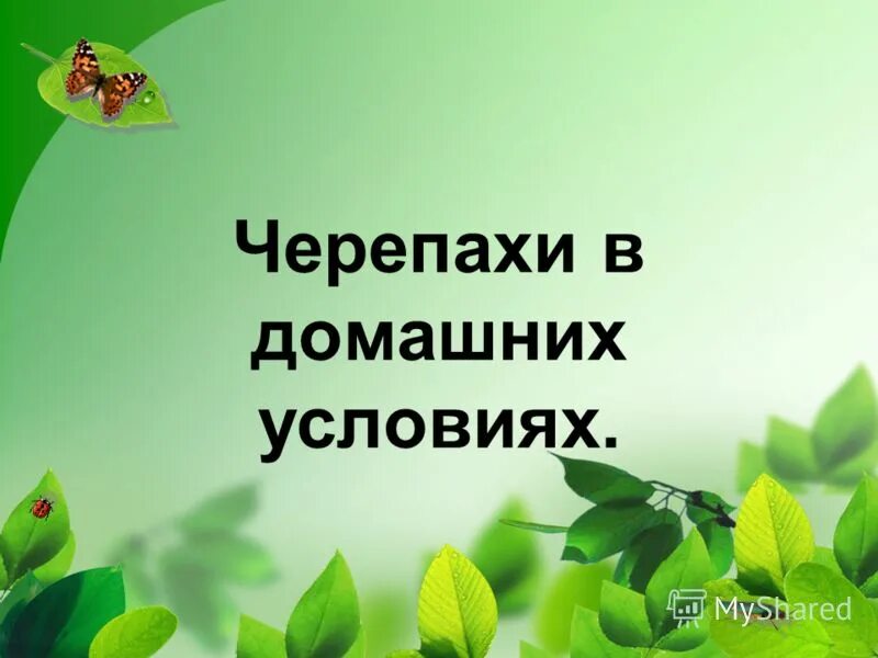 Черепашка из пластилина для детей. Лепка черепашка подготовительная группа. Детали для игрушки качалки. Игрушка качалка 2 класс. Технологическая карта игрушки.
