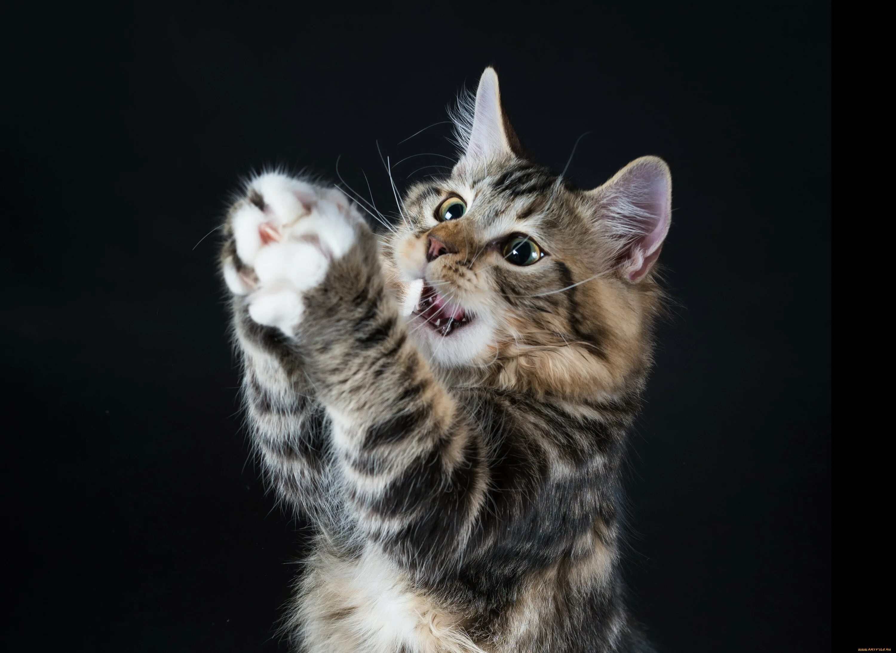 Киса. Киса. Котенок с бантом. Британская короткошёрстная кошка котята. Милые коты.