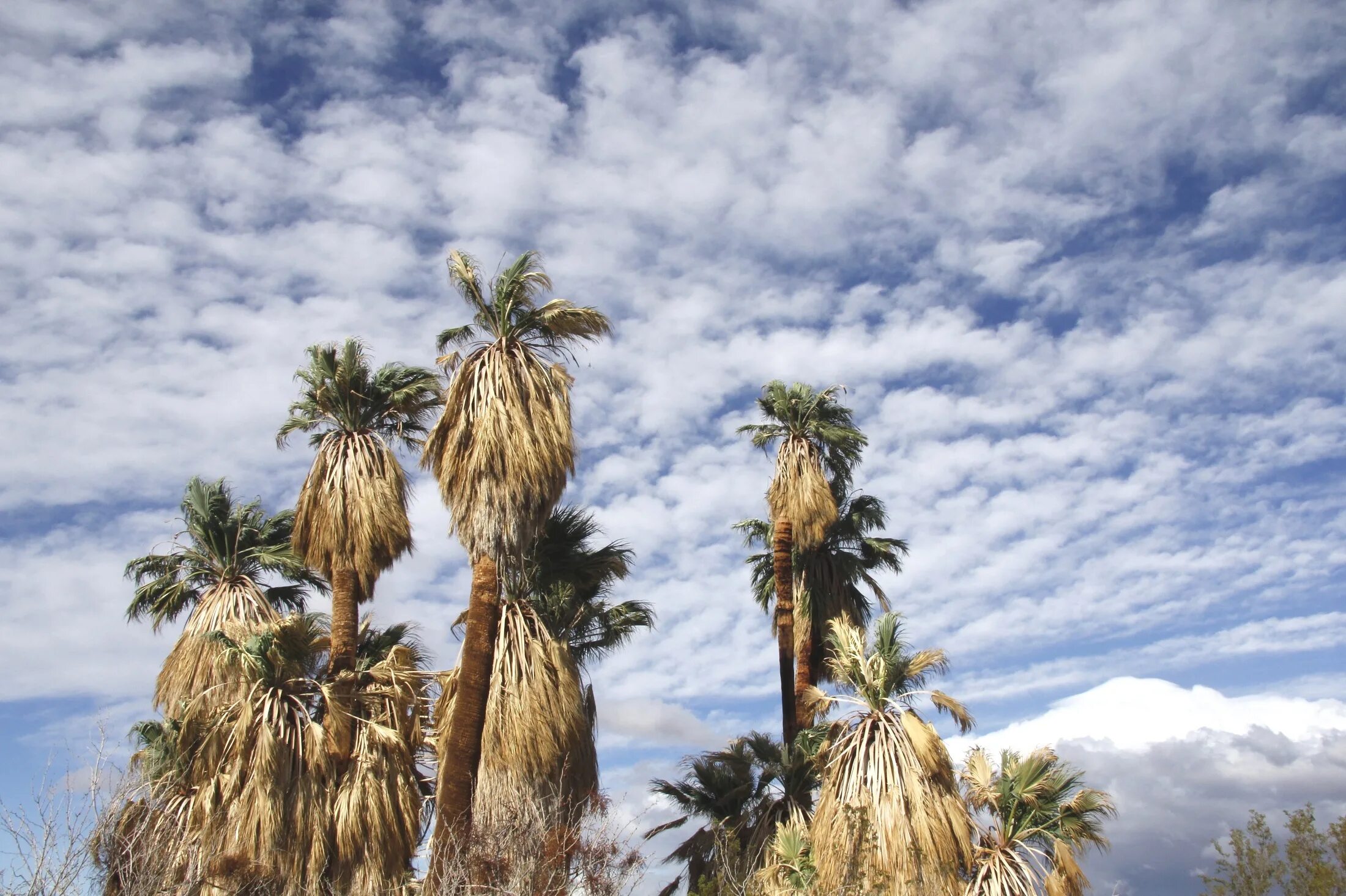 Деревья оазиса. Washingtonia filifera. Washingtonia filifera, California Fan Palm. Калифорнийская Пальма в Джошуа три. Сухая Пальма.