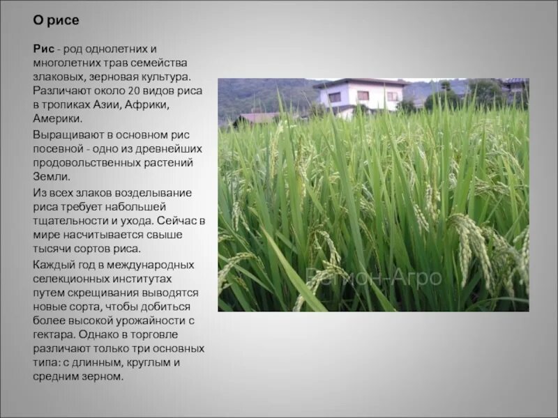 Злаковые прямостоячая зебулина. Растения семейства злаковые пшеница. Рис семейство злаковые. Рис семейство растений. Строение злаковых трав.