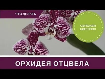 Отцвела орхидея что дальше с ней делать