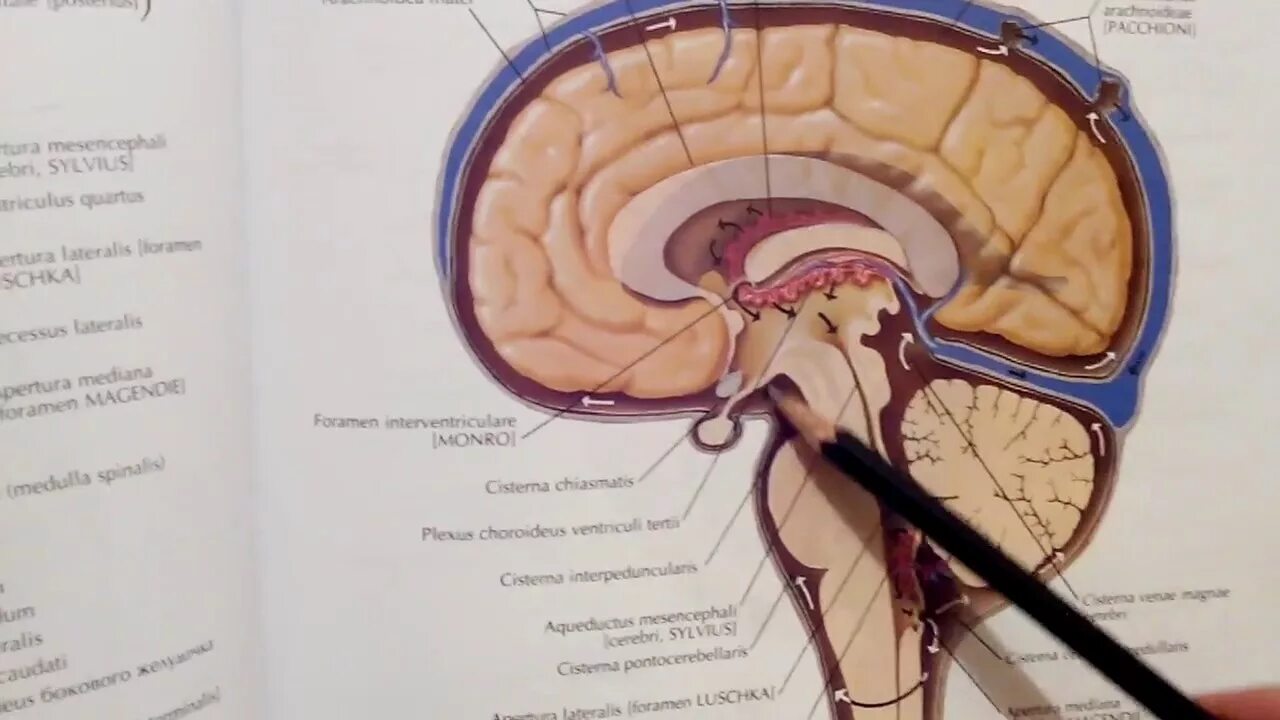 Цистерны мозга расширены. Цистерны паутинной оболочки головного мозга. Цистерны подпаутинного пространства головного мозга анатомия. Цистерны подпаутинного пространства спинного мозга. Базальные ликворные цистерны.