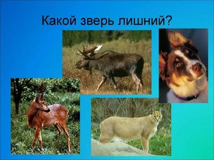 Какое животное со школьных