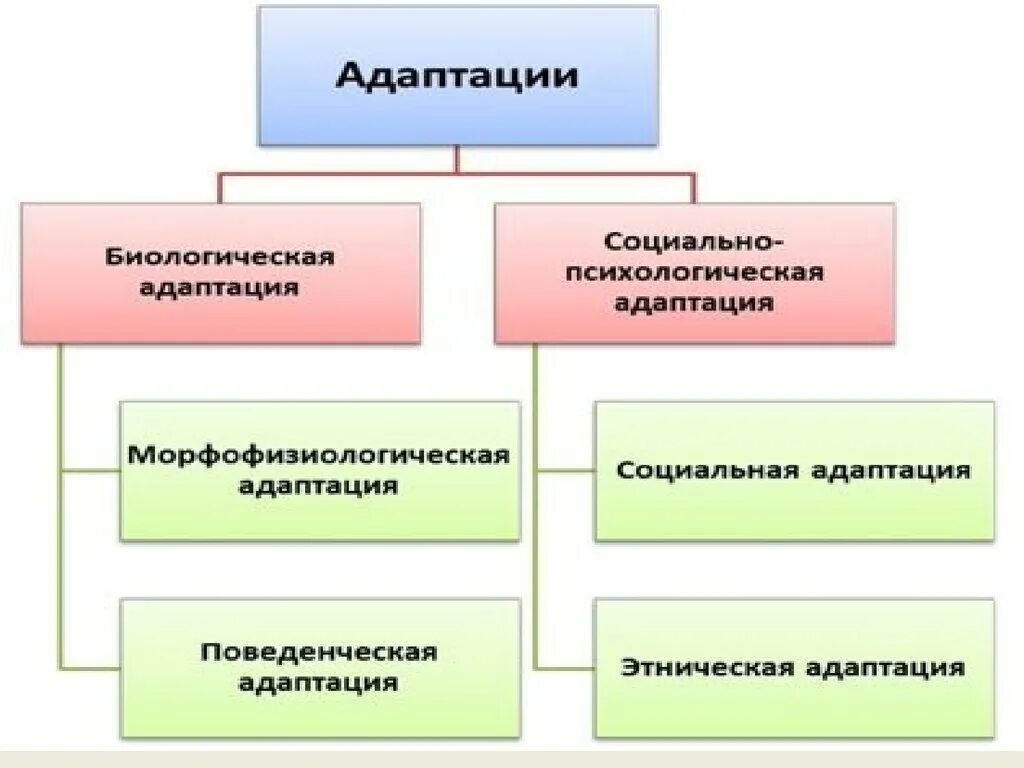 Этническая адаптация. Адаптация человека этническая. социально-биологические основы физической культуры. этническая адаптация примеры. социальная и культурная адаптация.