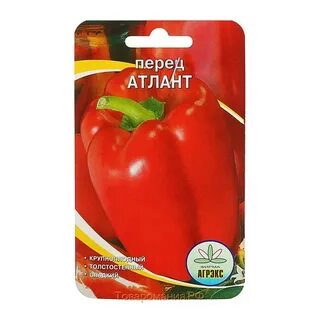 Перец атлант