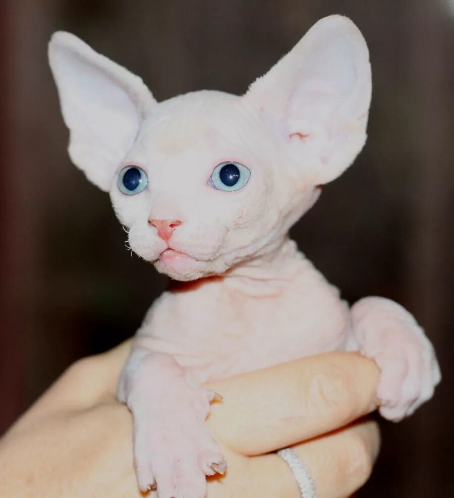 донской сфинкс белый. канадский сфинкс разноглазый. канадский сфинкс разноглазый. канадский сфинкс белый. донской сфинкс голубоглазый.