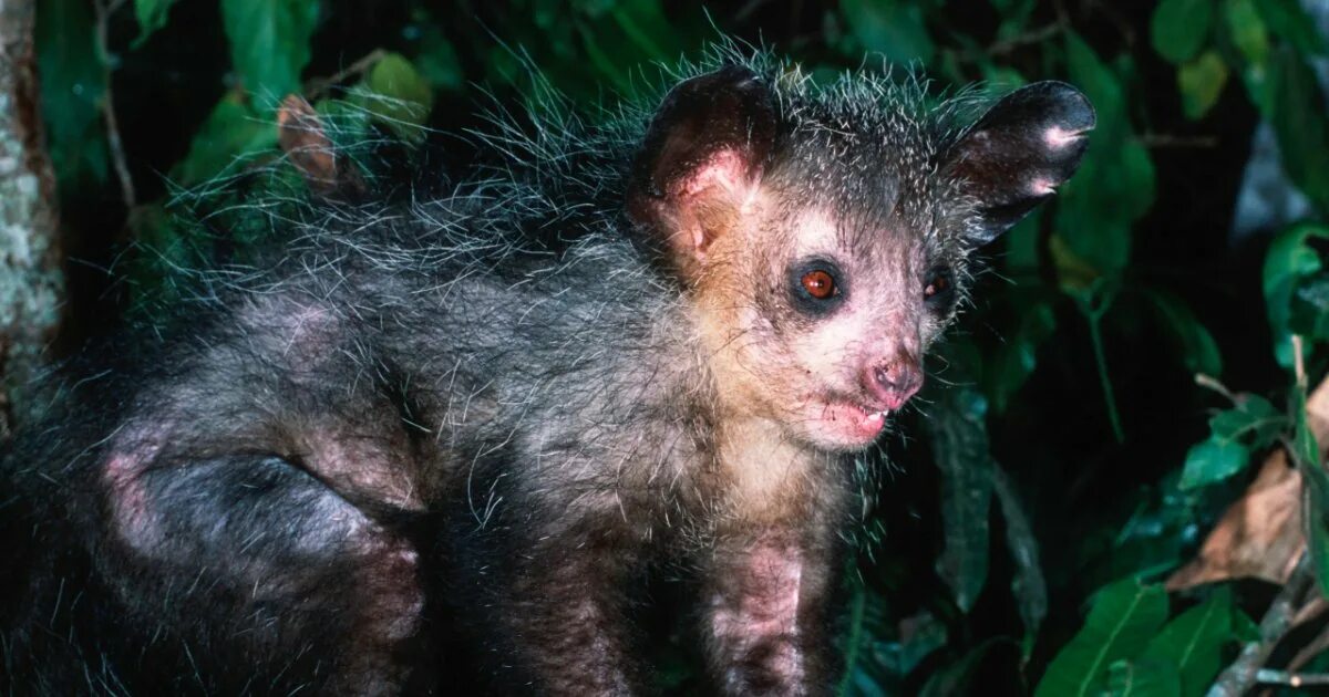 ай-ай-ай мультфильм 1989.