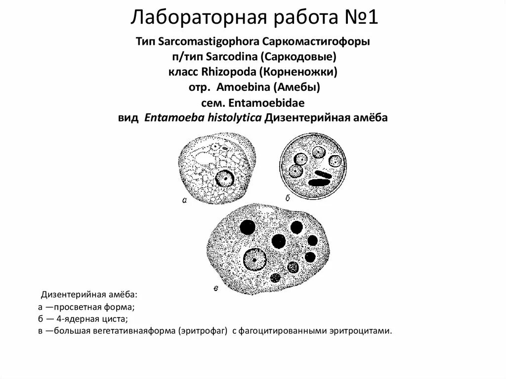 Жизненный цикл дизентерийной амебы. Эритрофаг у дизентерийной амебы. Дизентерийная амеба циста 4-х ядерная. Циста дизентерийной амебы. Жизненные формы амебы