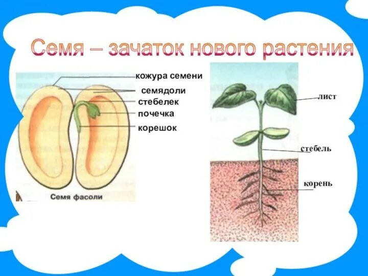 Прорастание семян фасоли 6 класс биология. Кожура семядоли зародышевый корешок. Проект прорастание семян. Семядоля семени.