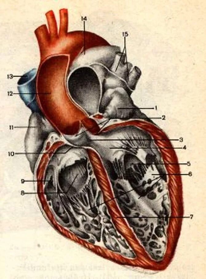 Срез сердца человека. Эндокард сердца анатомия. Строение сердца анатомия Сапин. Камеры сердца человека анатомия Сапин. Сердце анатомия атлас.