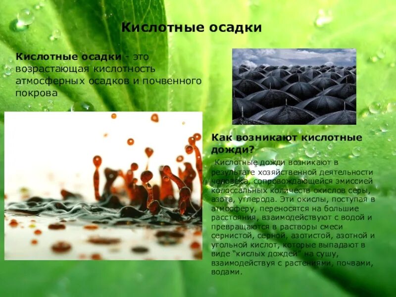 Кислотные дожди пути решения. Кислотные дожди характеристика. буклет на тему кислотные дожди. кислотные осадки пути решения.