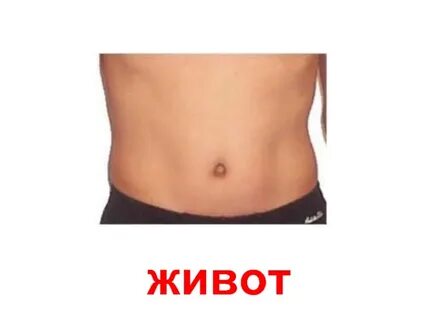 Туловище спина живот
