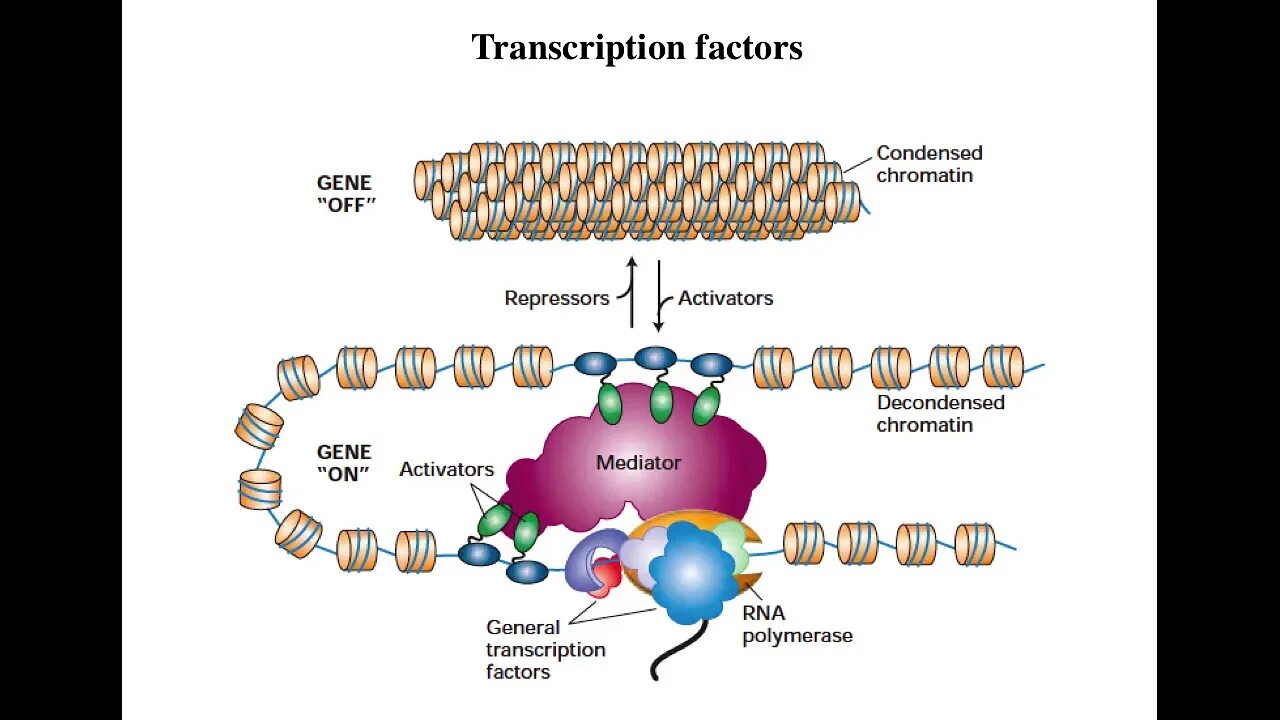 Hen транскрипция. Управление экспрессией генов. Гены бывают. Деконденсированное состояние хроматина это. Выключение генов.