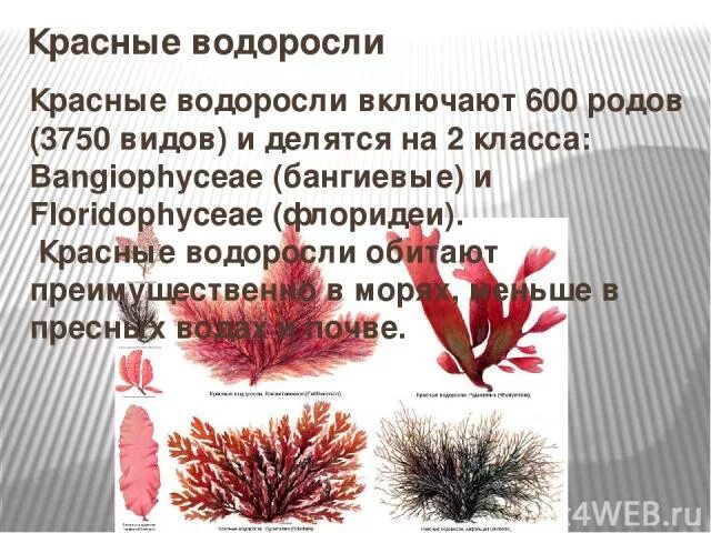 Красные водоросли багрянки 5 класс. Красные водоросли 6 класс биология. Красные водоросли 5 класс биология. Презентация на тему красные водоросли.
