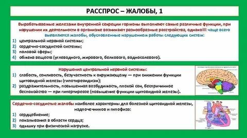 Какие функции выполняет внутренний железистый слой