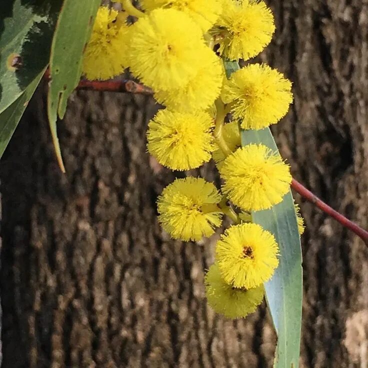 Акация в австралии. Acacia pycnantha. акация густоцветковая. акация густоцветковая австралия. золотая акация.