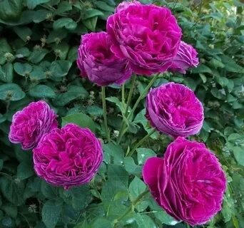 Rose gets