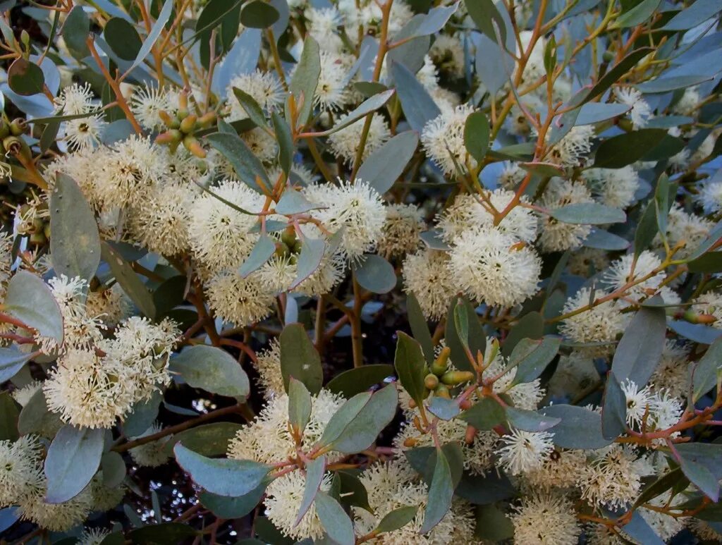 Эвкалипт лучистый. Эвкалипт иволистный. Эвкалипт миндалелистный. Серебристый эвкалипт куст. Эвкалипт иволистный.