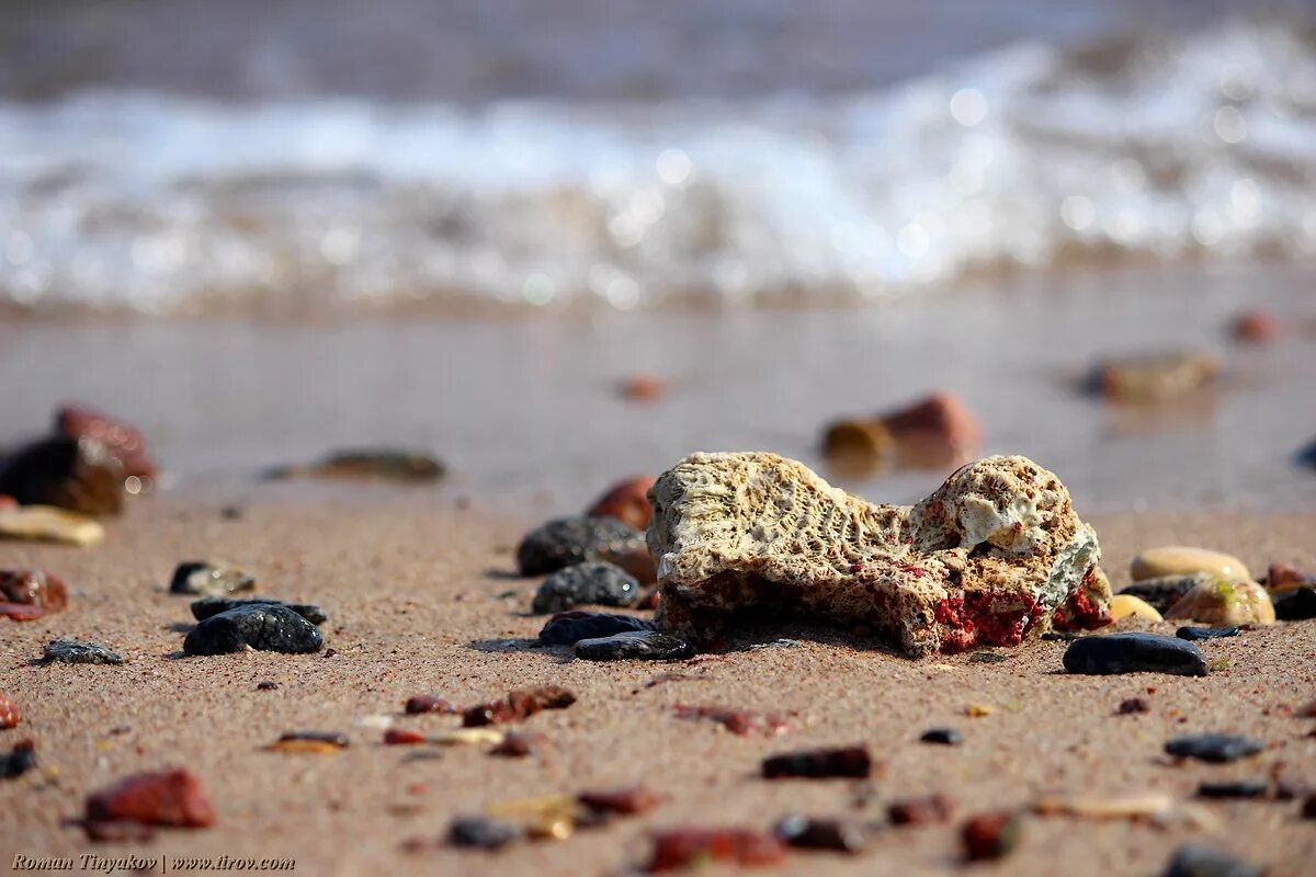 ракушки на берегу моря. кораллы на берегу. море кораллы берег. коралловый риф в шарм эль шейхе. кораллы на берегу.