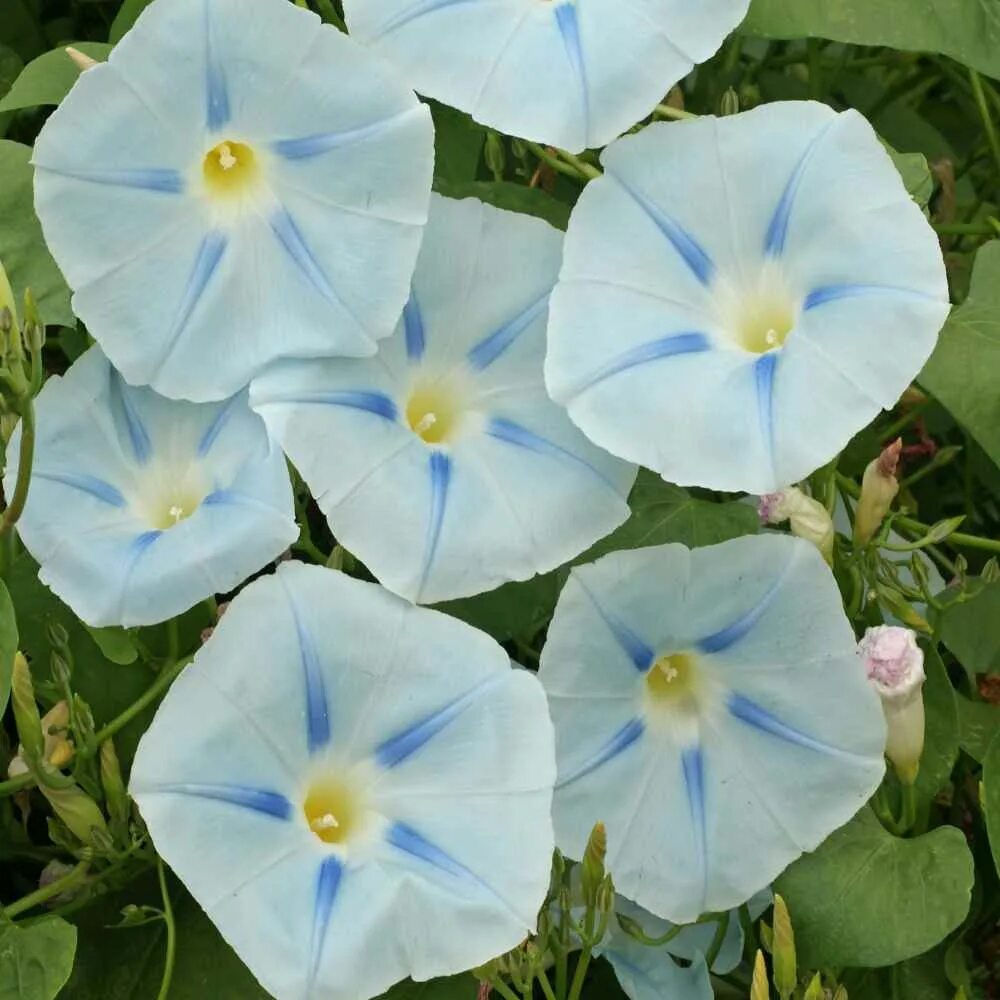 Ипомея morning Glory. Ипомея Лунноцветущая. Ипомея трехцветная Ipomoea Tricolor. Ипомея голубая звезда. Ипомея трехцветная картинки