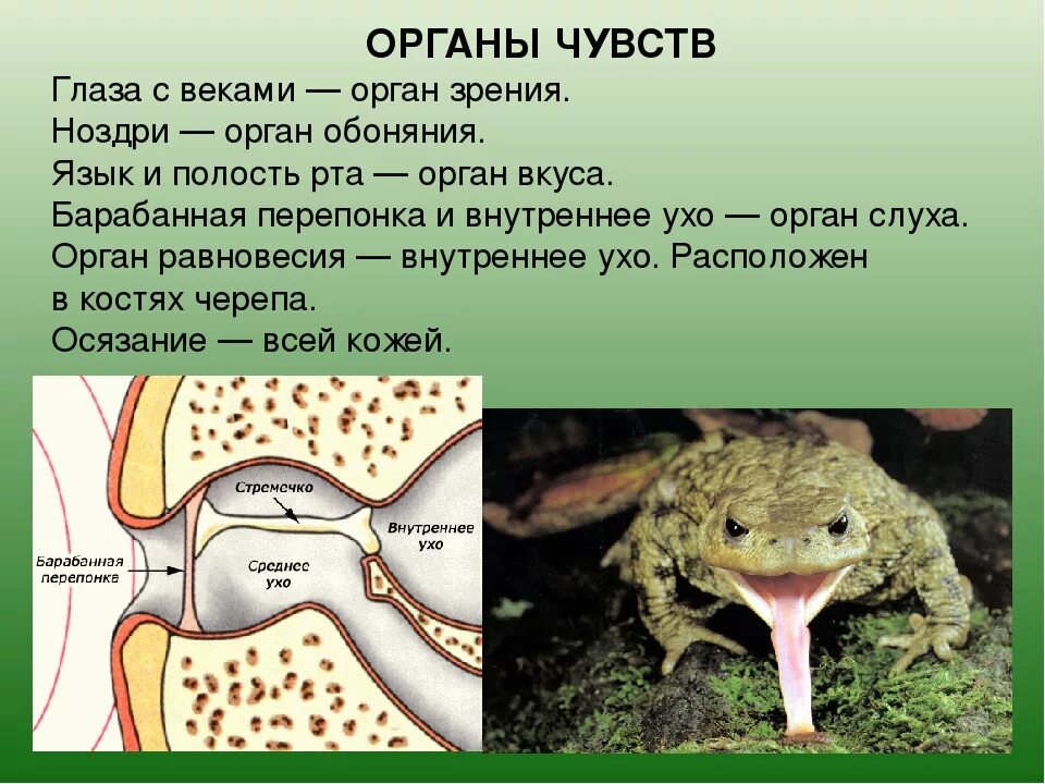 Орган слуха земноводных представлен. Органы чувств земноводные 7 класс. Строение органов чувств земноводных. Органы обоняния амфибий. Органы обоняния у земноводных.