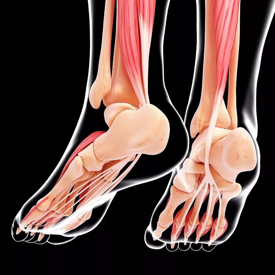 скелет пяточной кости. скелет пяточной кости. таранная кость стопы. таранно-пяточный сустав анатомия. скелет голеностопного сустава.