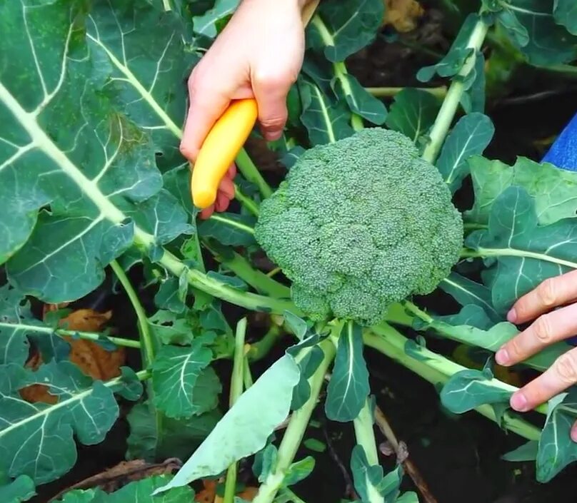 капуста брокколи на грядке. проростки семян брокколи. капуста брокколи в огороде. капуста брокколи перезрела. брокколи на грядке.