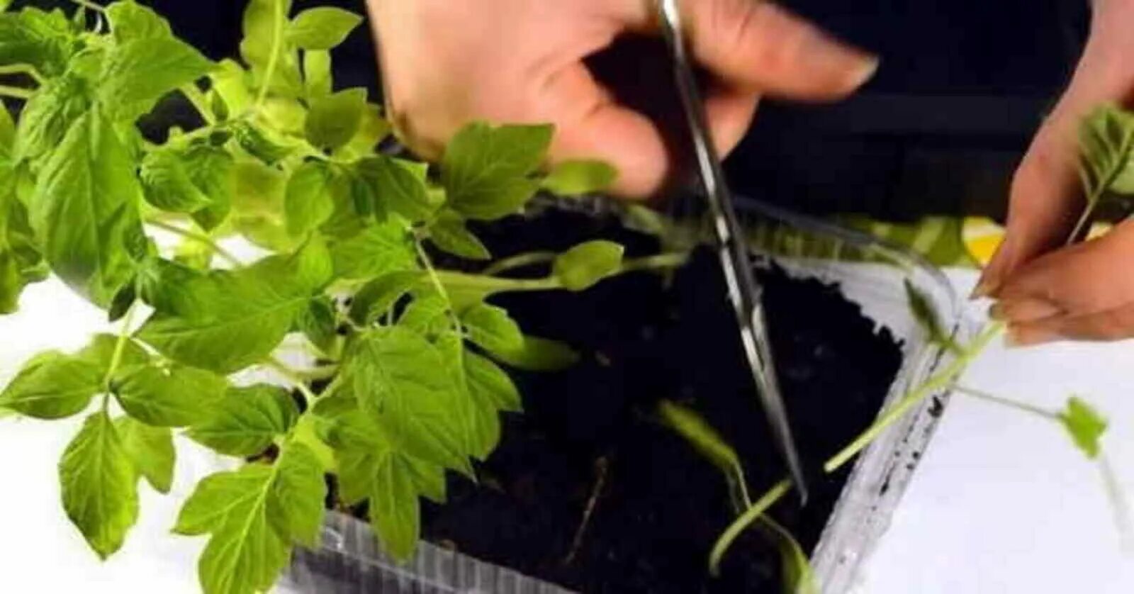 Китайский метод выращивания рассады томатов. Томат китайский метод. Китайский метод выращивания рассады томатов. Китайский метод выращивания рассады томатов. Китай рассада томата треугольник.