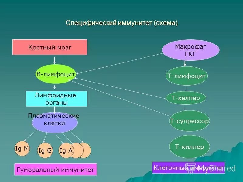 Неспецифическая иммунная система. Специфический иммунитет. Неспецифический иммунитет схема. Специфические механизмы иммунитета. Специфичный клеточный иммунитет.