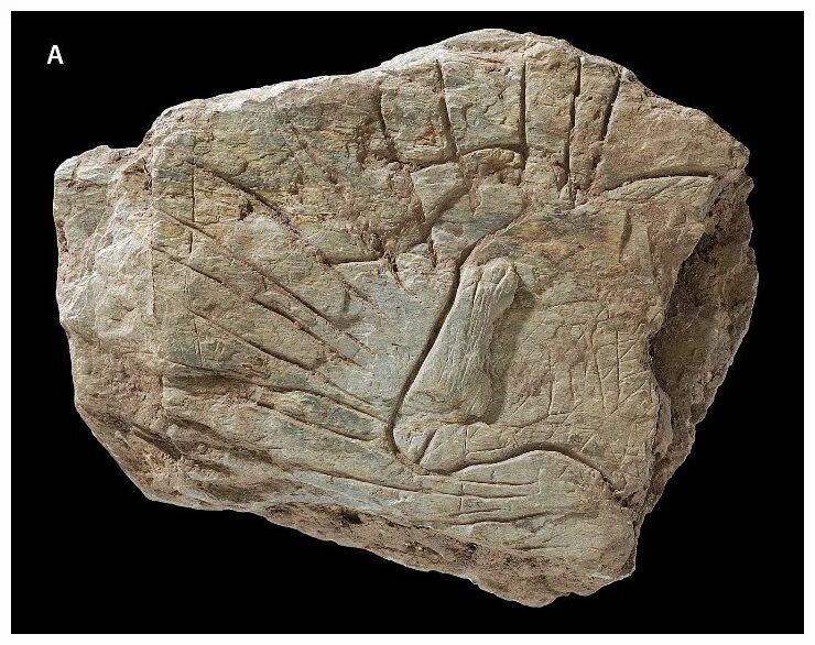 Камилла белль 10000 лет до нашей эры. Steven strait 10 000 лет до н. Скульптуры зубров, найденные в пещере ле тюк д'одубер. 14 000 лет. Тюк д одубер пещера.