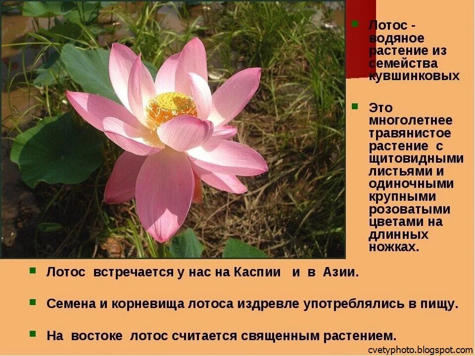 Растения занесенные в красную книгу 2 класс