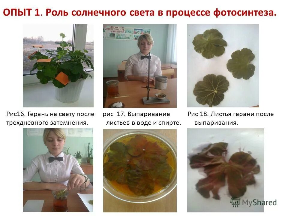 Опыты доказывающие фотосинтез. Лист эксперимент. Эксперименты с листьями деревьев. Раскрывающий  причины изменения окраски листьев. Окрашенная пекинская капуста эксперимент.