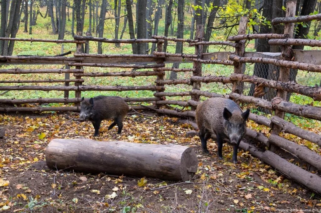 Тебердинский заповедник леопард. Переднеазиатский леопард (кавказский барс). Носорог. Московский зоопарк носорог. Звери в зоопарке.
