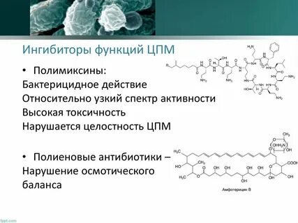 Био цпм