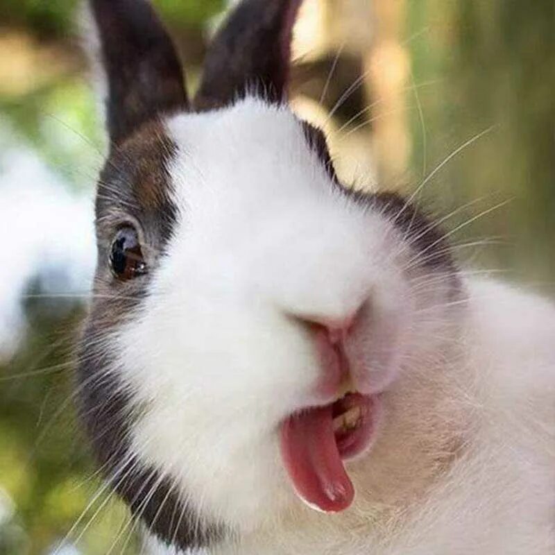Зайчик прикол. Смешной заяц. Смешные кролики. Кролик с высунутым языком. Морда кролика.