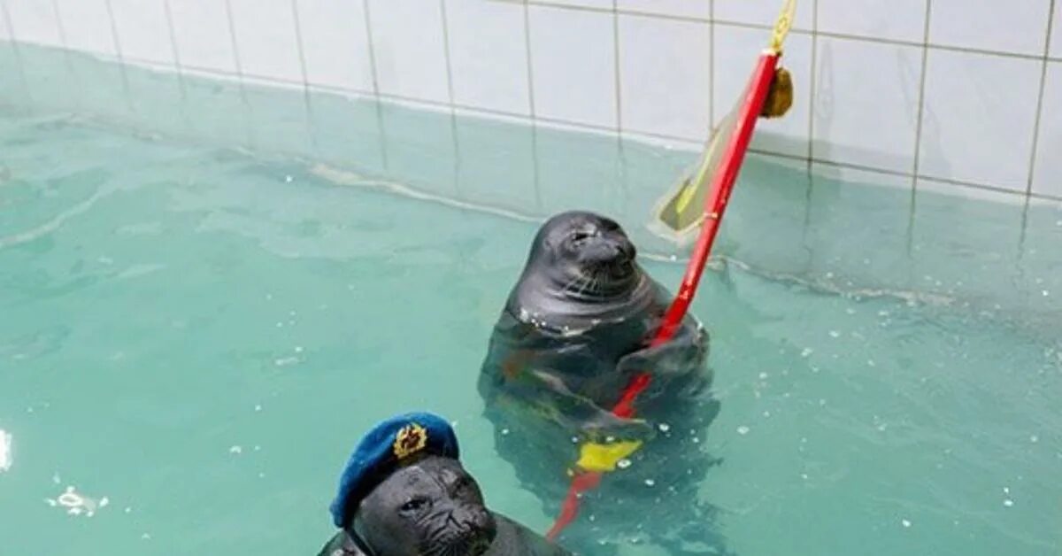 Шоу морских котиков во владимире
