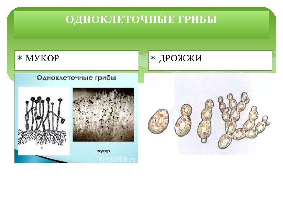 Одноклеточные грибы. Название одноклеточных грибов. Дрожжи одноклеточные грибы. Дрожжи грибы примеры. Почему некоторые одноклеточные грибы называют патогенными