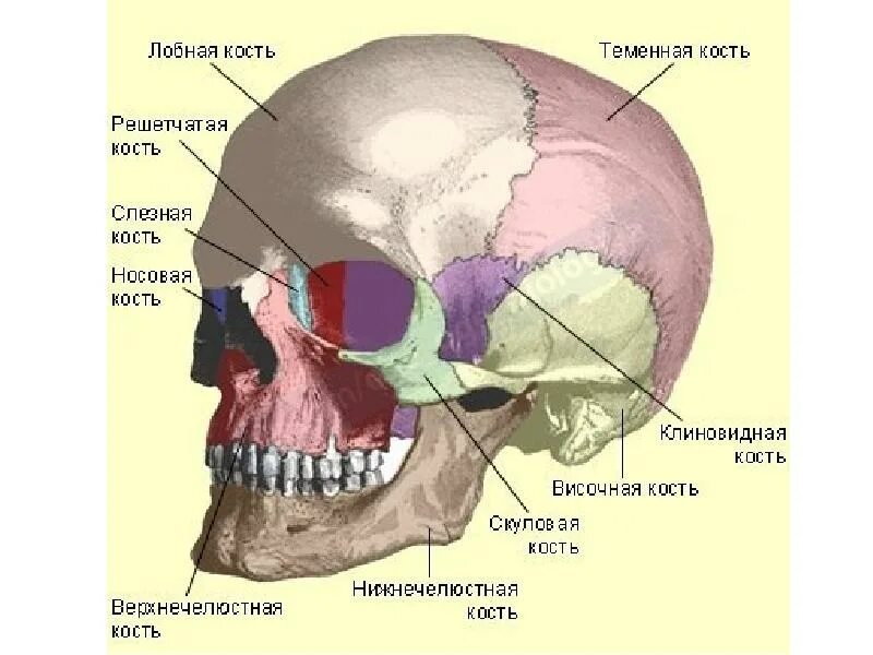 Левая теменная кость. Строение кости черепа человека. Мозговой отдел черепа анатомия. Лобная кость. Решетчатая кость. Строение теменной кости черепа человека.