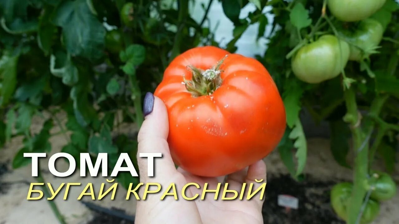 Томаты бугай отзывы. Томат бугай красный. томат бугай розовый. крупноплодные томаты для теплицы. название томатов крупноплодных.