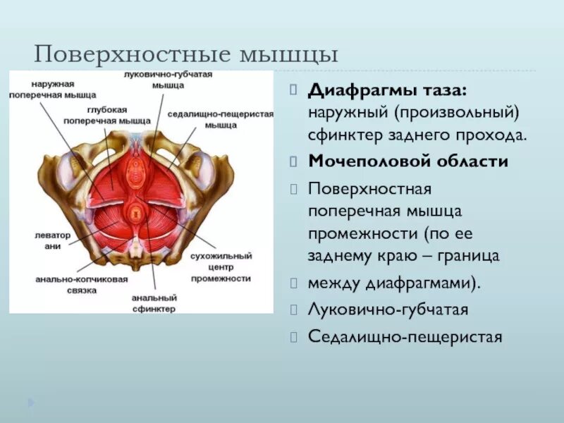 Мужской и женский мочеиспускательные каналы. Поверхностная поперечная мышца промежности анатомия. Поверхностные мышцы диафрагмы таза. Поверхностные мышцы мочеполовой диафрагмы. Мышцы тазовой диафрагмы.