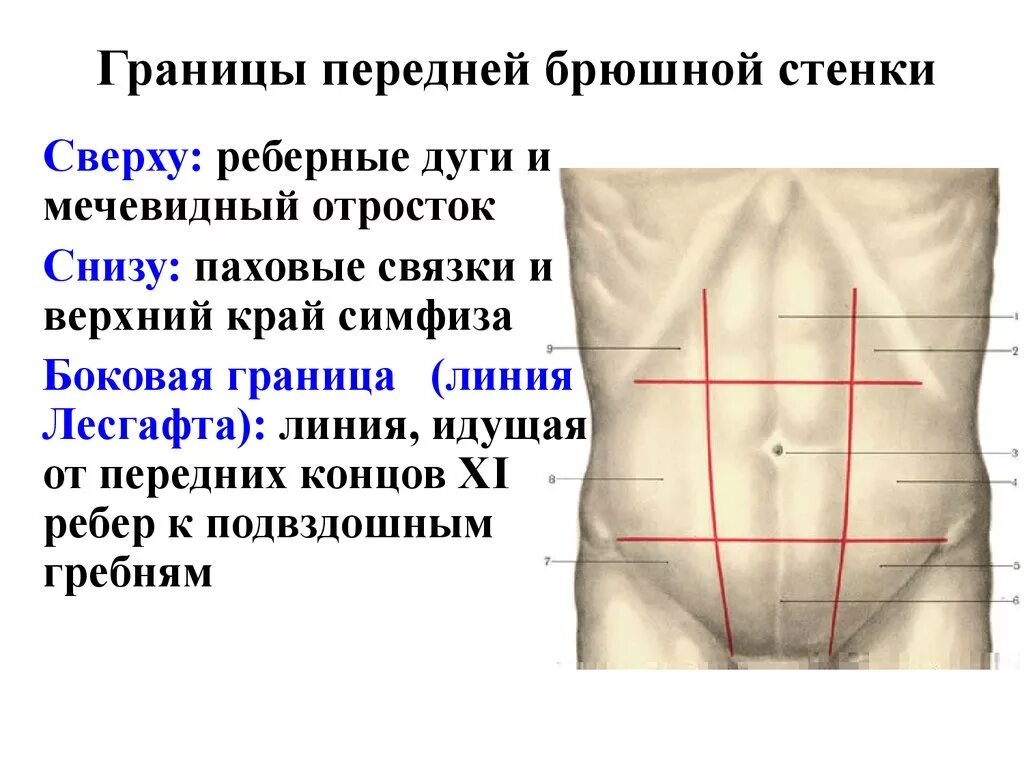 Топография передней брюшной стенки топография. Границы передней брюшной стенки топографическая анатомия. Анатомия передней брюшной стенки живота топографическая анатомия. Топографическая анатомия передне боковой стенки брюшной стенки.