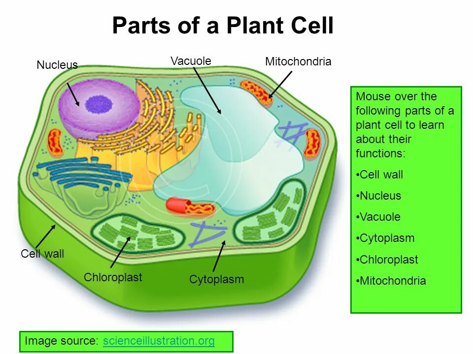 What is the function of the vacuole in the Plant Cell. Клетка Plant Cell. Plant Cell Wall. Plant Cell Wall structure.