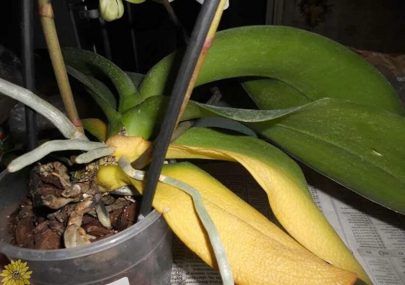 Орхидея в горшке желтеют листья
