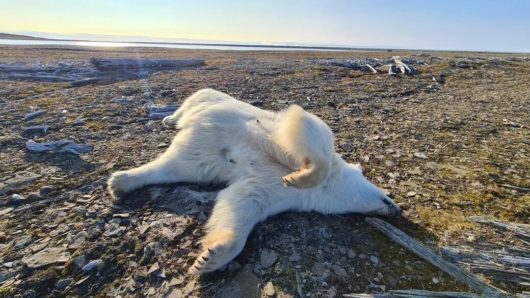 Звери расскажи что моря не