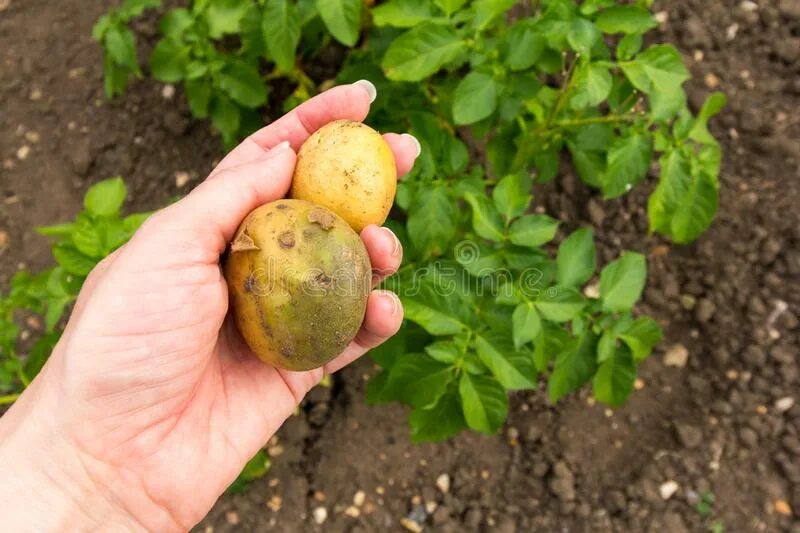 Poisonous potato update. Зеленая картошка. Картошка позеленела. Зеленый цвет картошки. Картошка с зеленым оттенком.