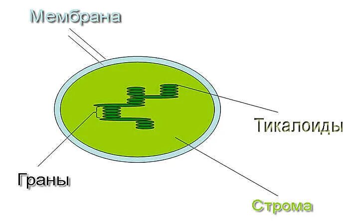 В строме хлоропластов протекает. Строение хлоропласта рисунок с подписями. Хлоропласт рисунок ЕГЭ. В какой части хлоропласта находятся молекулы хлорофилла. Функции кольцевой ДНК В хлоропластах.