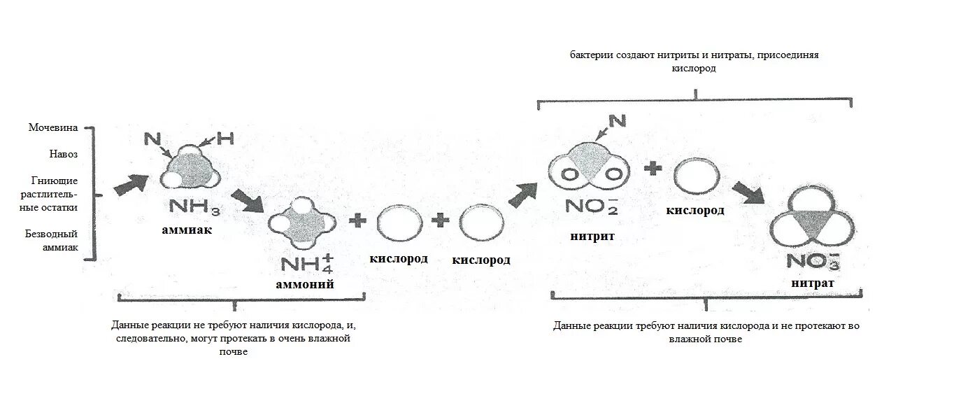 Превращение соединений азота