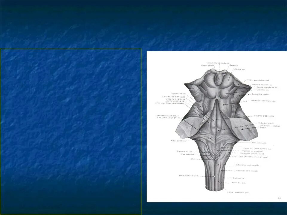 Дорсальная поверхность мозга. Ромбовидная ямка продолговатого мозга. Ромбовидная ямка анатомия. Треугольник ромбовидной ямки. Писчее перо продолговатого мозга.