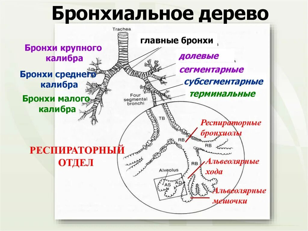 Бронхи строение бронхиальное дерево. Бронхиальное дерево и ацинус. Схема бронхиального и альвеолярного дерева. Строение бронхиального дерева с альвеолами.